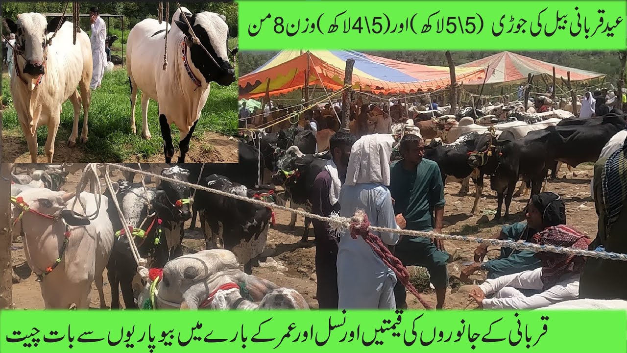 Qurbani ke janwar  kotli Azad Kashmir | Qurbani Animal For Eid Ul Adha 2021animal market dongi