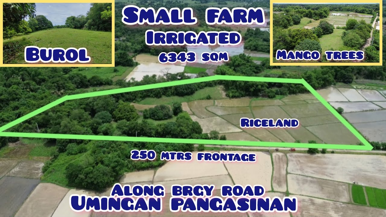 Lot#659 gandang small farm w/mango trees,g-milina at ibat ibang puno 250 mtr frontge along brgy road