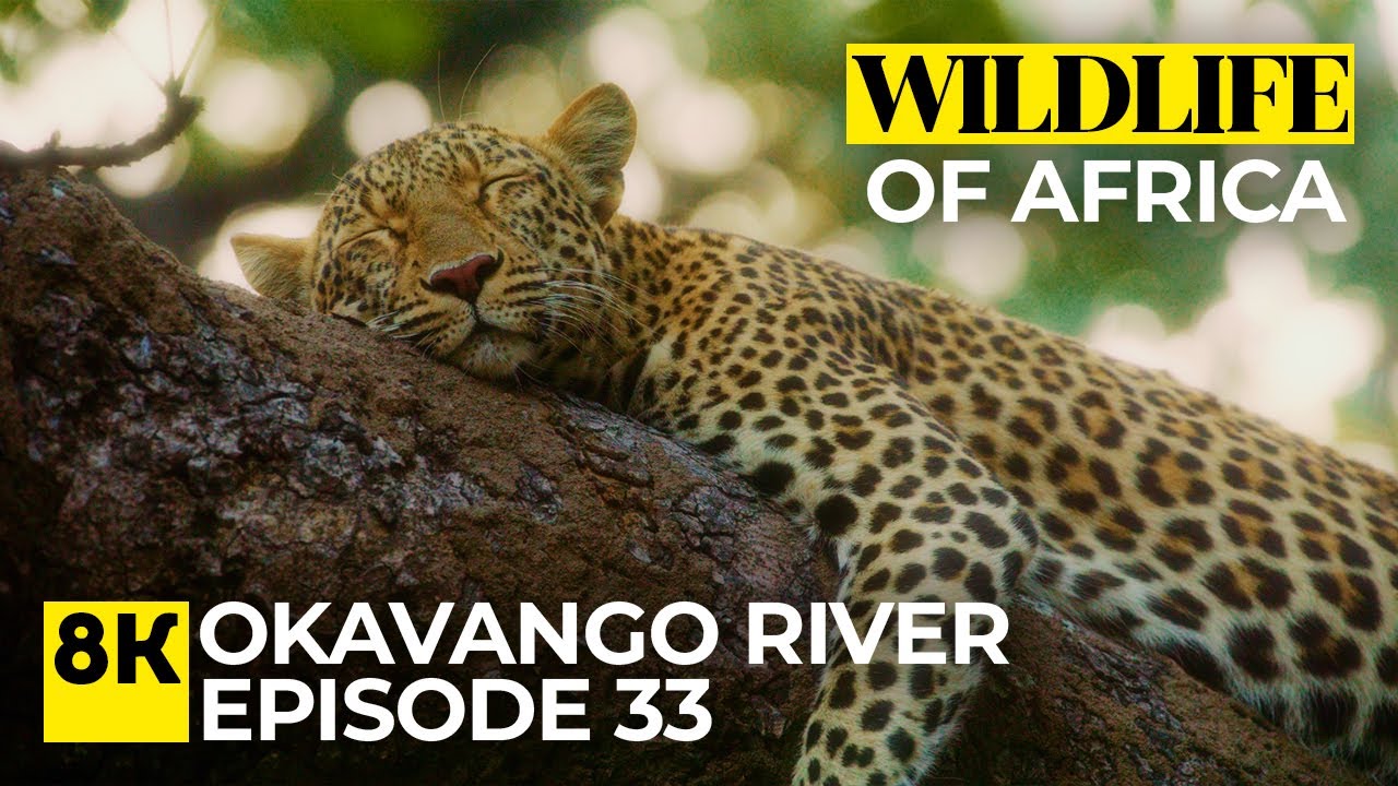 8K Wildlife of Africa - Ep 33 | Quiet Safari Along the Okavango (Real Nature Sounds)