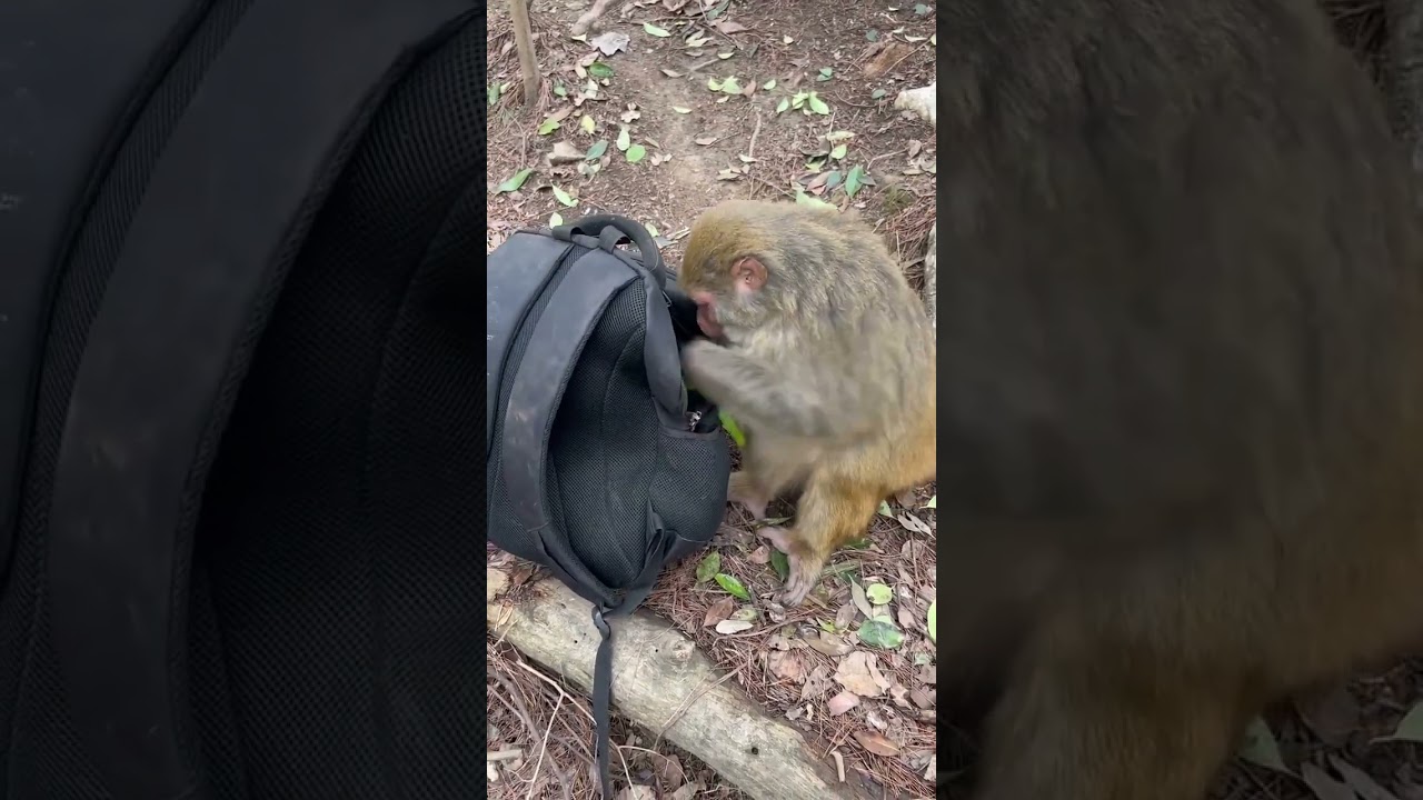 Banana-loving Simians: A Video of Playful Primates