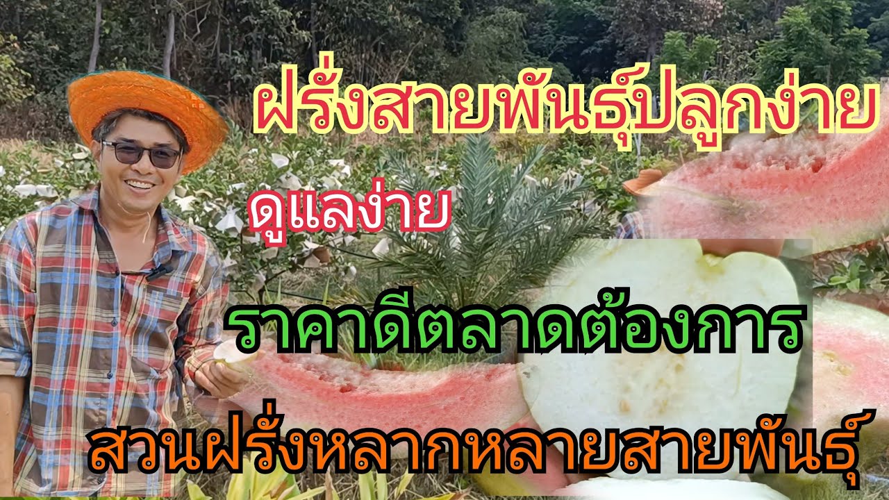 ฝรั่งสายพันธุ์ที่ปลูกง่าย ดูแลง่าย รสชาติดี ราคาดีตลาดต้องการ สวนบ่าวนพอีสานคืนถิ่น