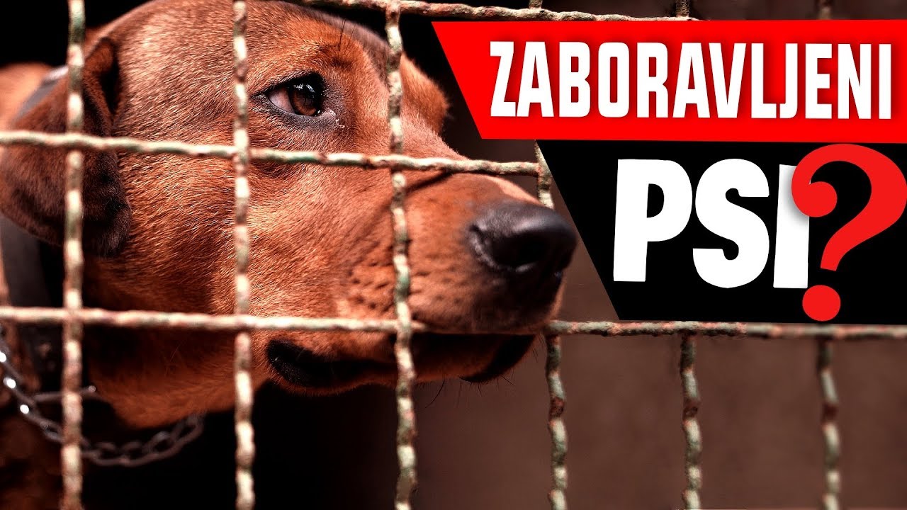 Dan u Riječkom azilu