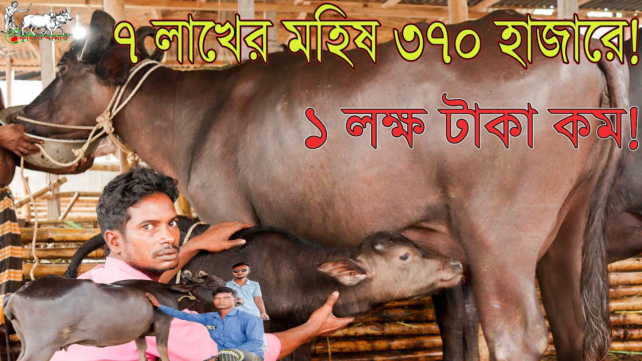 মহিষের সবচেয়ে বড় বিক্রয়কেন্দ্র থেকে আজকে দুধের ও প্রেগন্যান্ট মহিষ নিন পাঠকারি দামেKrishi and Khamar