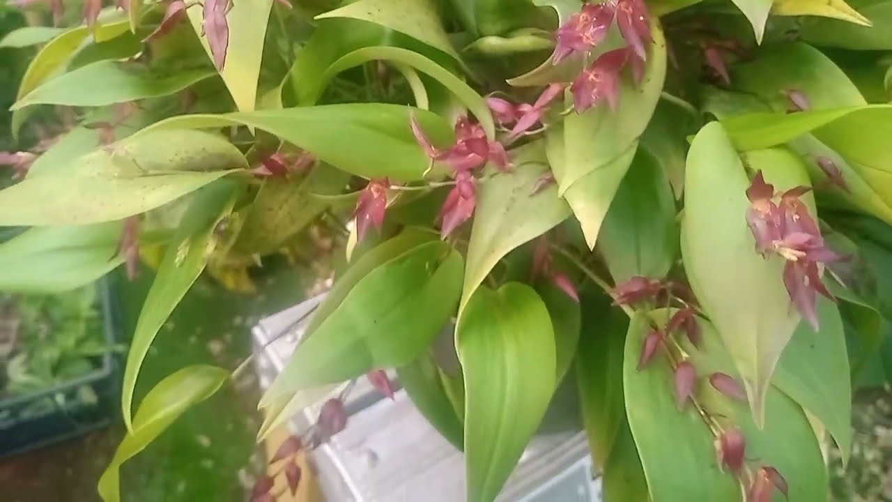 Pleurothallis rowleei