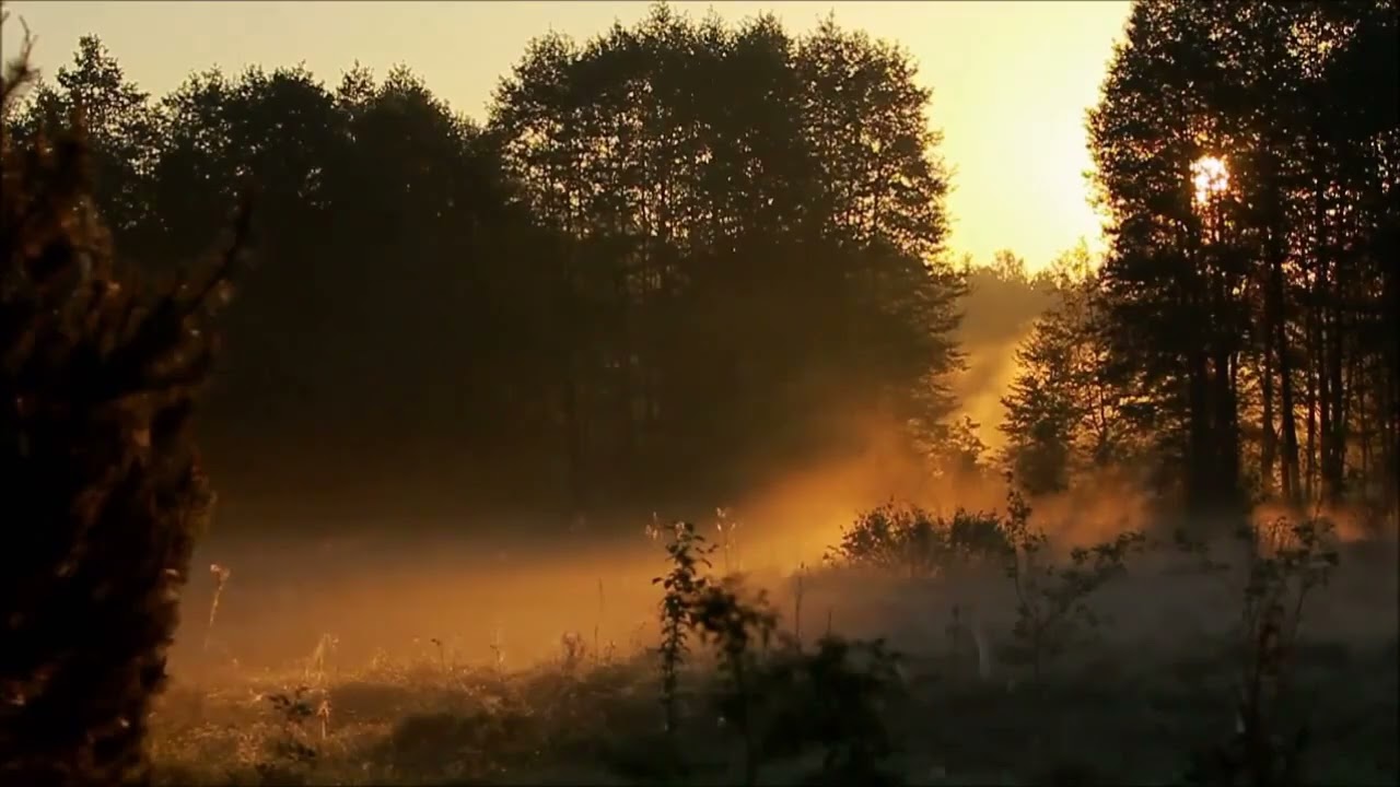 Летние зарисовки