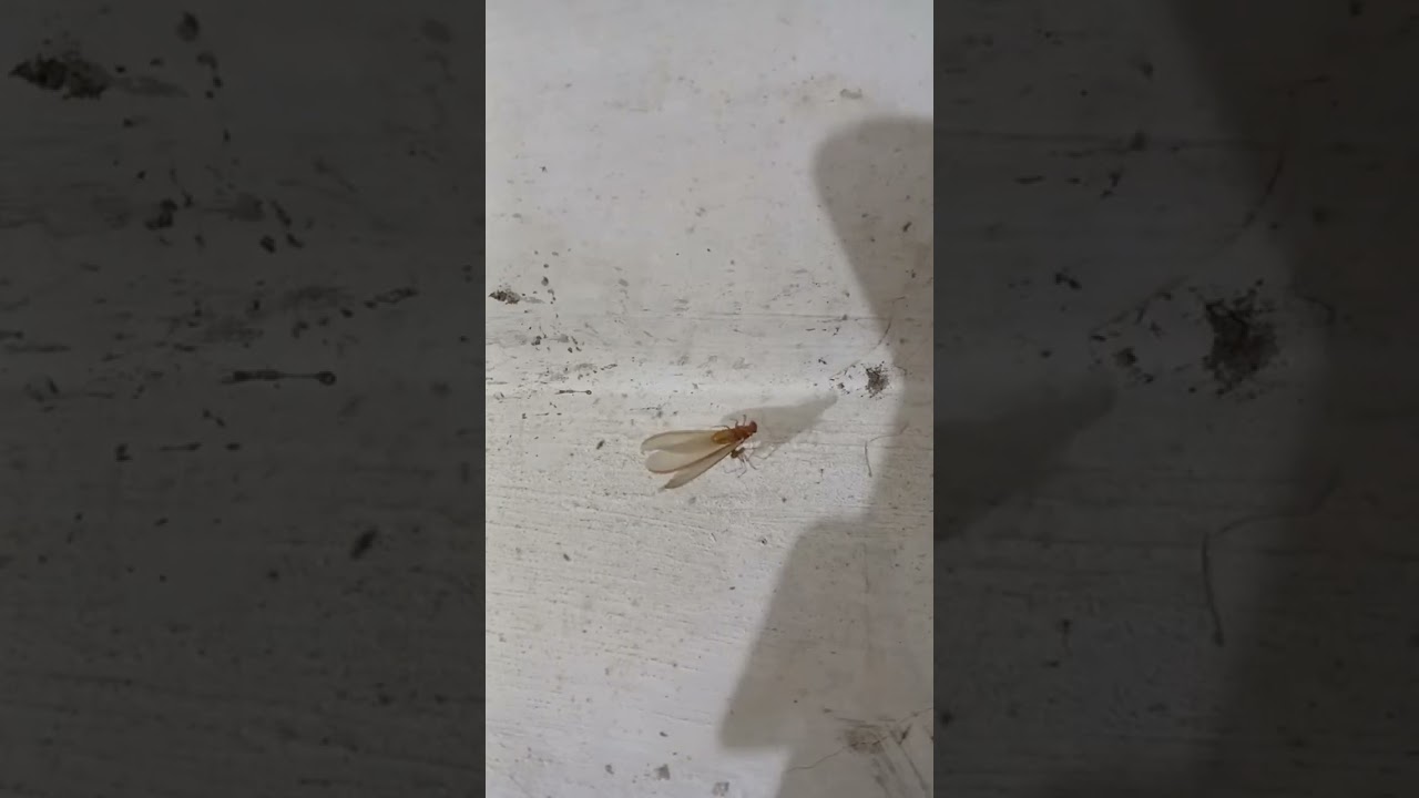 Hungry Daddy Long Legs vs. Swarming Larons! | Giant Cellar Spider Feeding