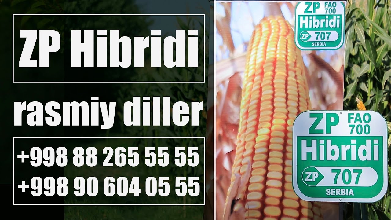 ZP 707 Hibridi UZBEKISTAN Seminar +998 90 604 05 55