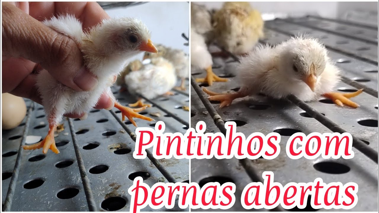 Como Curar Pintinhos com as pernas abertas ou tortas  de uma forma simples, fácil e rápido#pintinhos