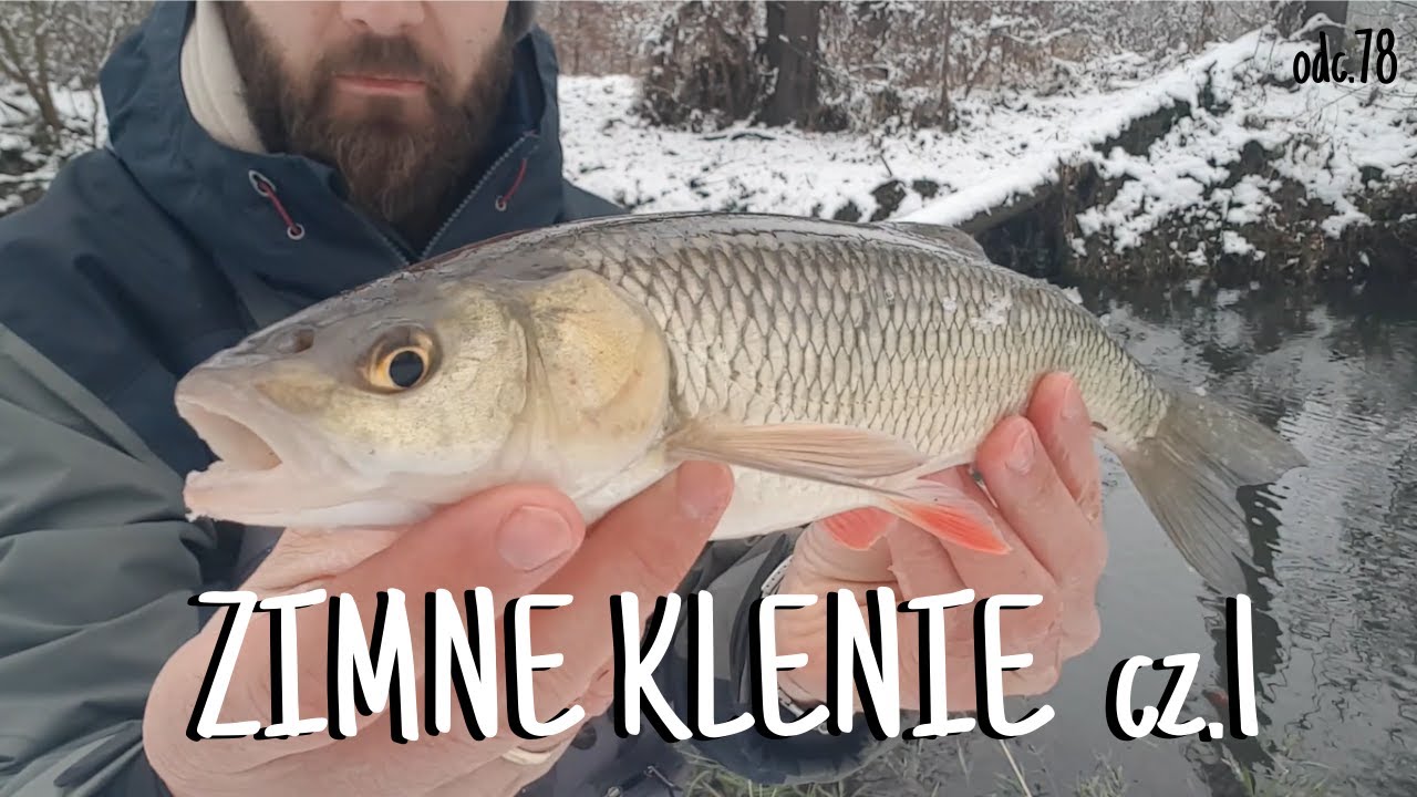 ZIMNE KLENIE cz.1 / Klenie z małej rzeki / Jak łowić klenie zimą / #vlog78 #spinning #wędkarstwo