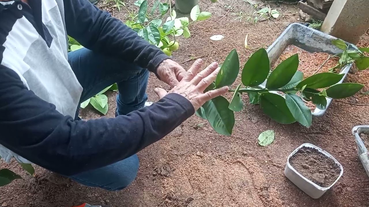 Como fazer mudas de limão Taiti