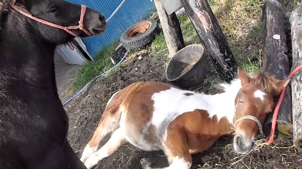 どこでも寝ちゃうよ 仔馬の陽向くん