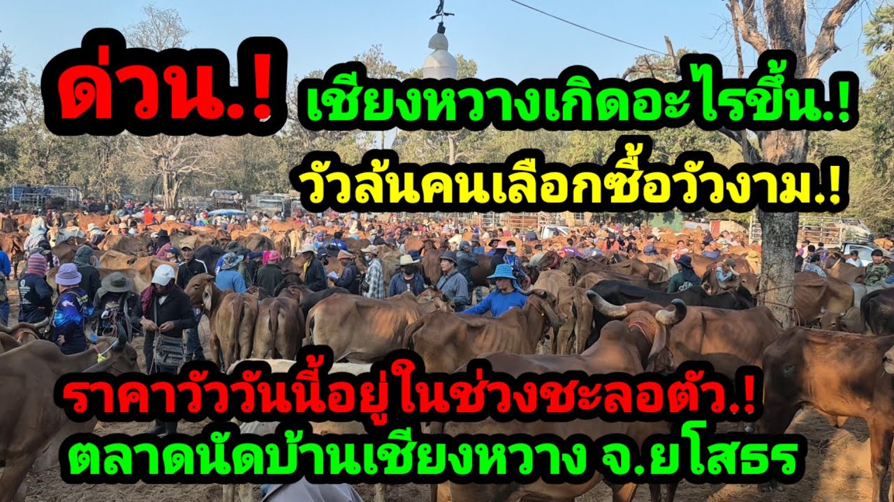 ราคาวัววันนี้ ราคาวัวล่าสุดวันนี้ สำรวจราคาวัวตลาดนัด #เปิดราคาวัวงามน่าซื้อ#ซื้อขายวัวสวยๆน่าเลี้ยง