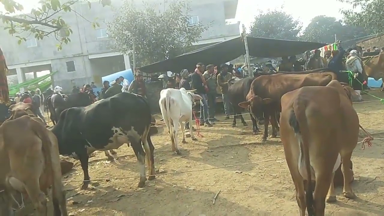 Chhapiya Pashu Bajar Gorakhpur