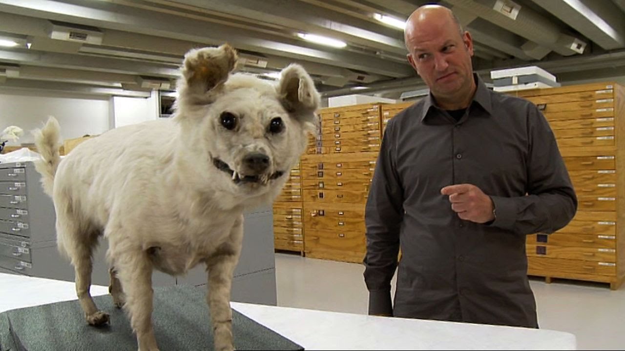 Kahu Kuri - Tales from Te Papa episode 3