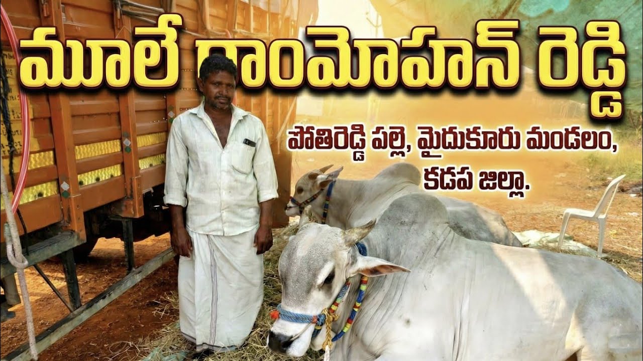 🚩నెల్లూరుజిల్లా చాకలికొండ సేద్యపు విభాగం 8జత మూలే రాంమోహన్ రెడ్డి గారు పోతిరెడ్డి పల్లె 