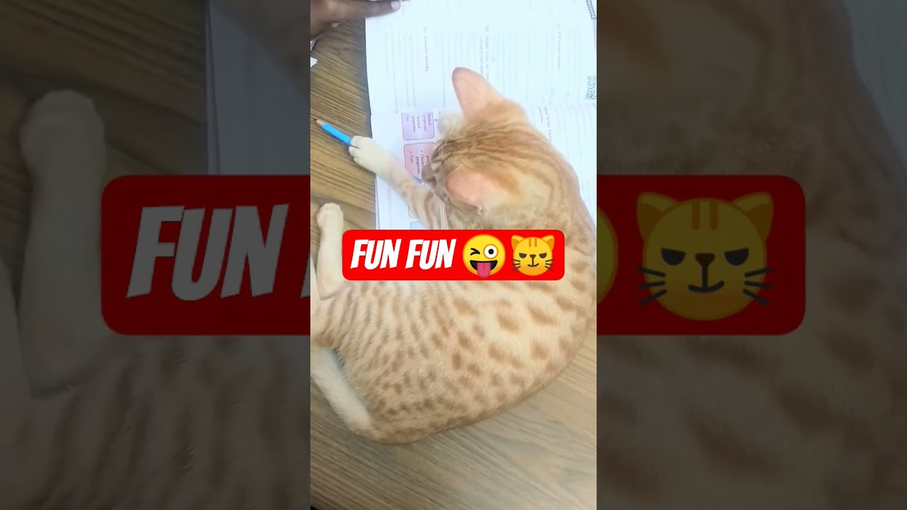 cat play time 🤣😜 
