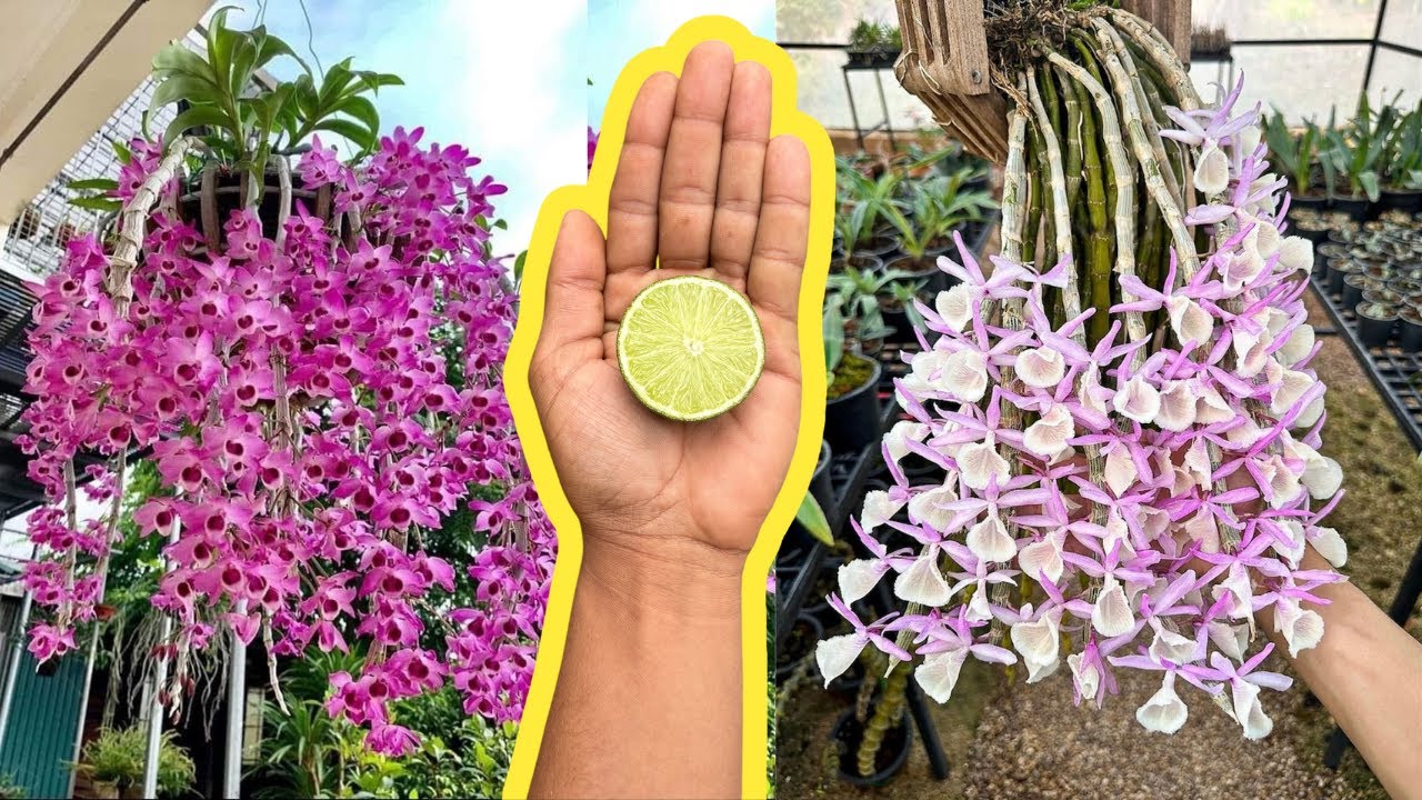 COLOQUE 1 LIMÃO NAS ORQUÍDEAS SEM FLORES E ELAS TERÃO FLORES SEM PARAR