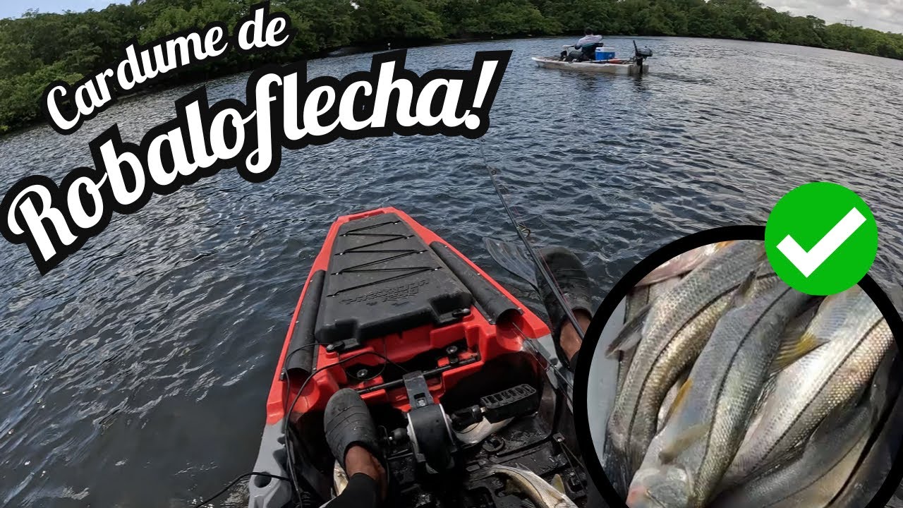 🔥 PESCARIA INSANA DE ROBALOS NO MANGUEZAL 🔥