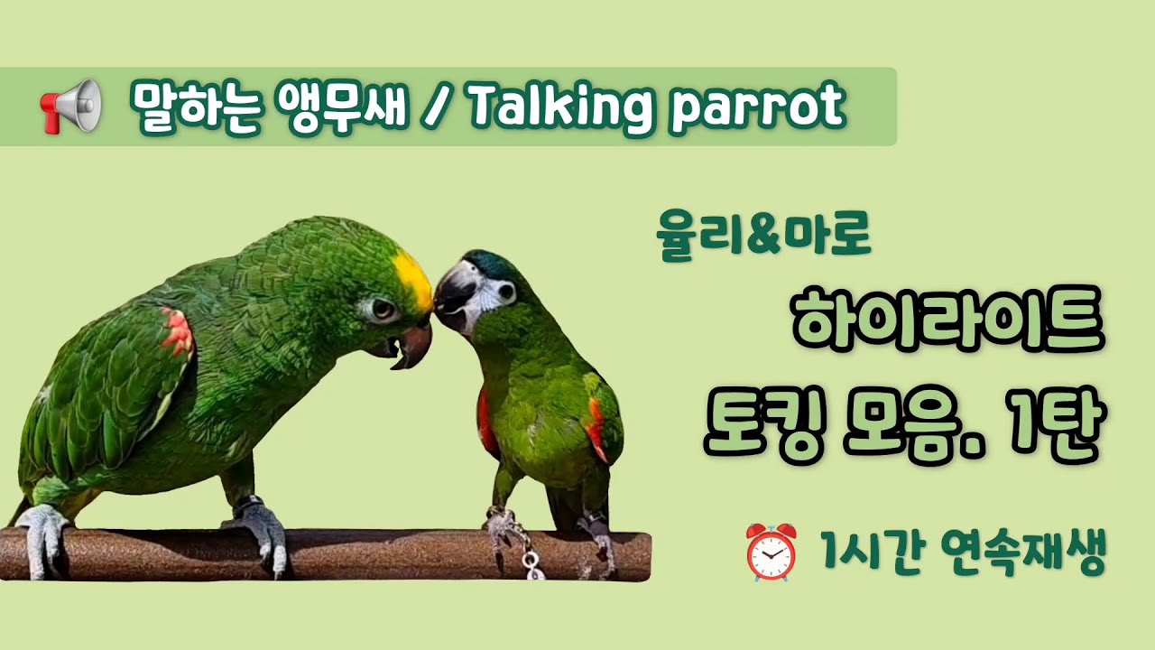 토킹모음📍심심한 앵무새를 위한 영상 [1탄] #말하는앵무새 #앵무새말가르치기🦜