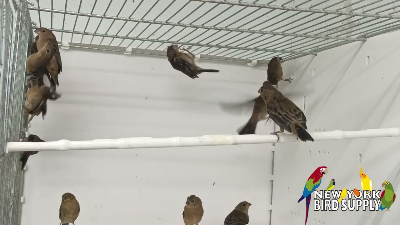 New York Bird Supply: Ruddy Breasted Seedeater