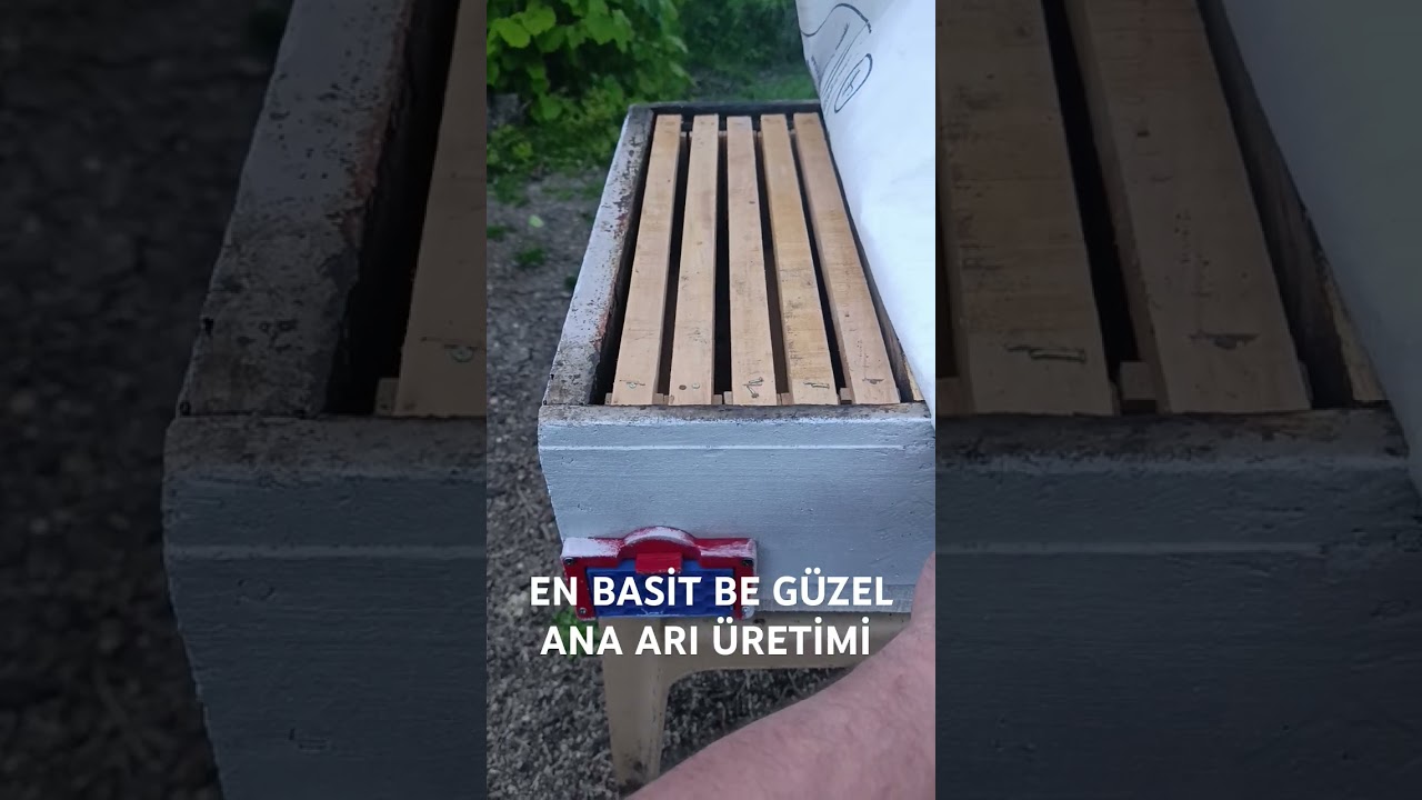 ANA ARI &Uuml;RETİMİ, EN BASİT Y&Ouml;NTEM  #keşfet #bee #simple queenbee production #turk