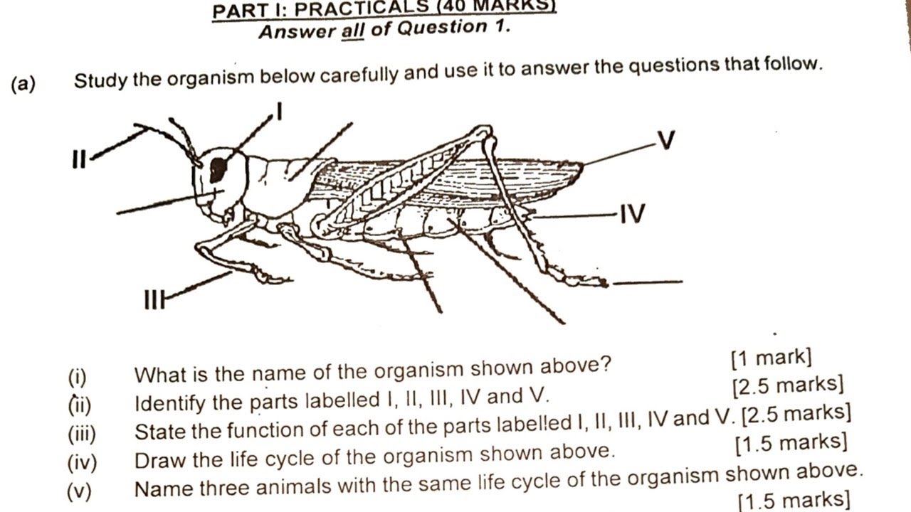 Integrated Science  PRACTICALS (THE GRASSHOPPER) for WAEC Candidates