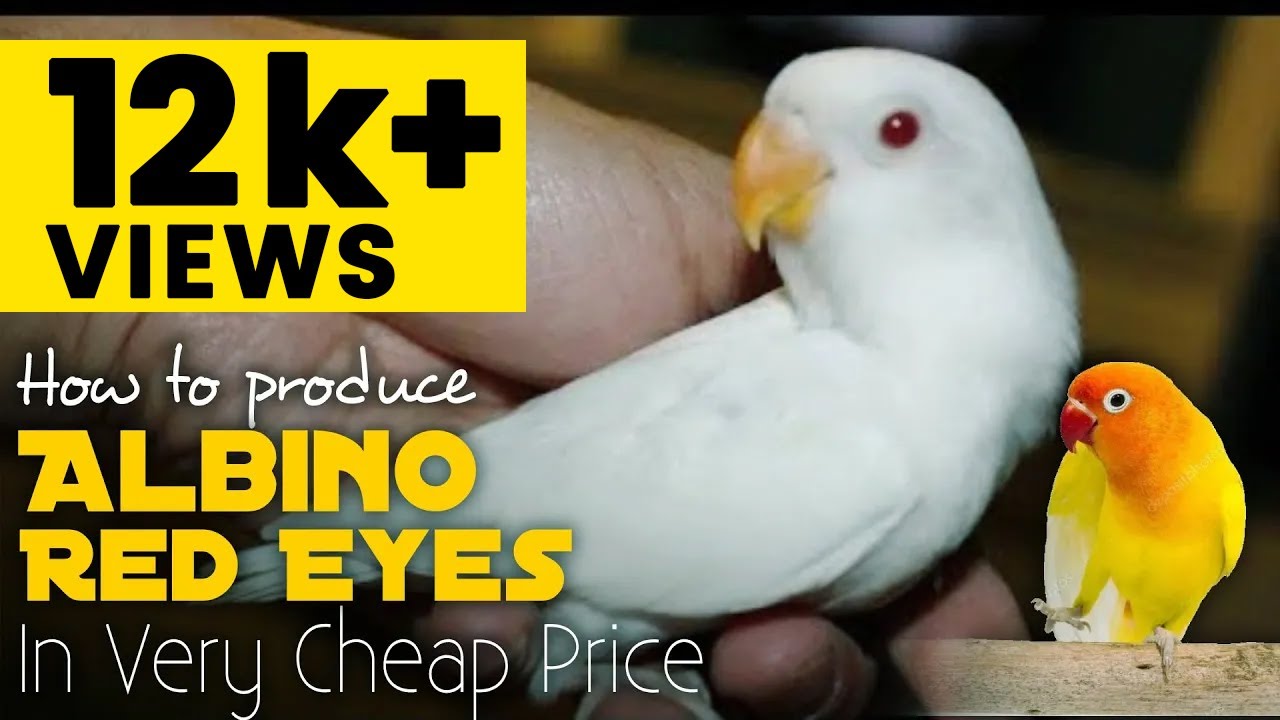 How to produce Albino Red Eyes and Lutino Red Eyes Lovebirds | HA Birds Lover 2022 in URDU/हिन्दी.