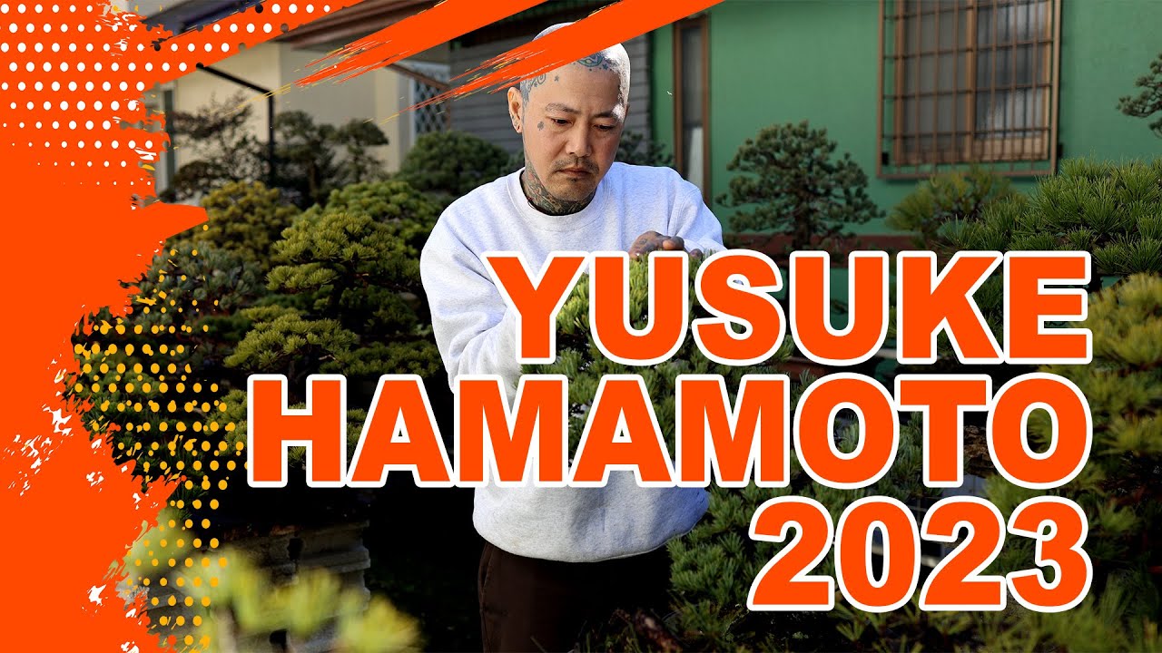 YUSUKE HAMAMOTO - BONSAÏ & TATTOO
