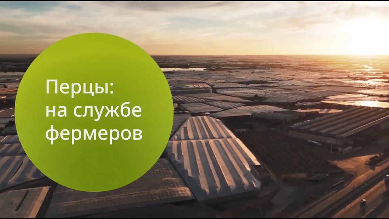 Наши перцы - Сингента Овощные Культуры