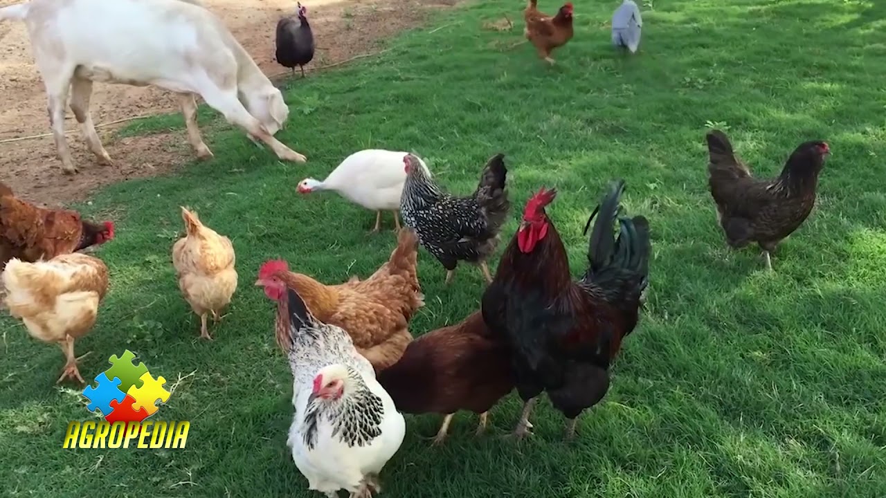 Cum să crești pui și gaini &icirc;n propria curte?