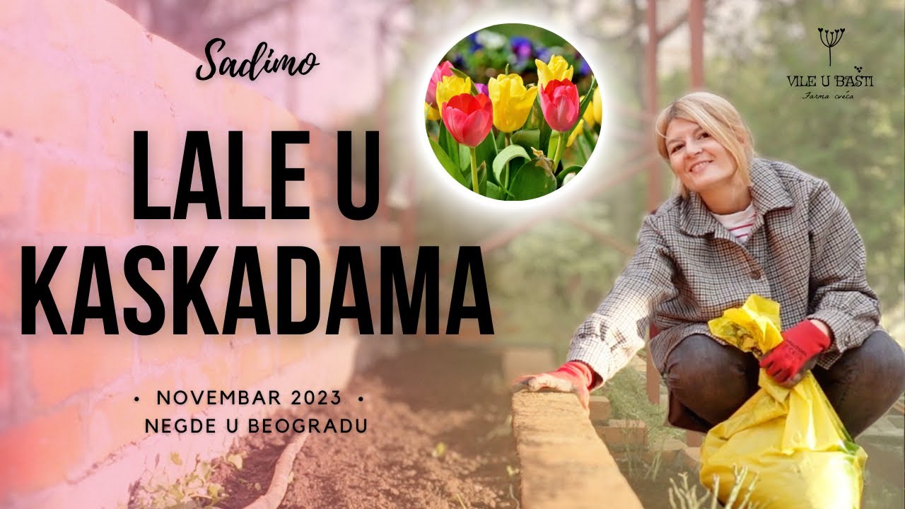 🌷Sadimo Lale / Tulipane🌷