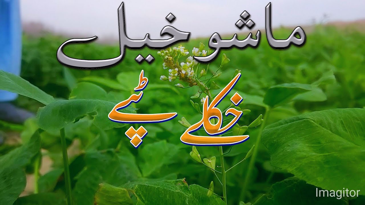 Zahir Mashokhel Tapey | ظاہر ماشوخیل ٹپے | Rabab Mangi
