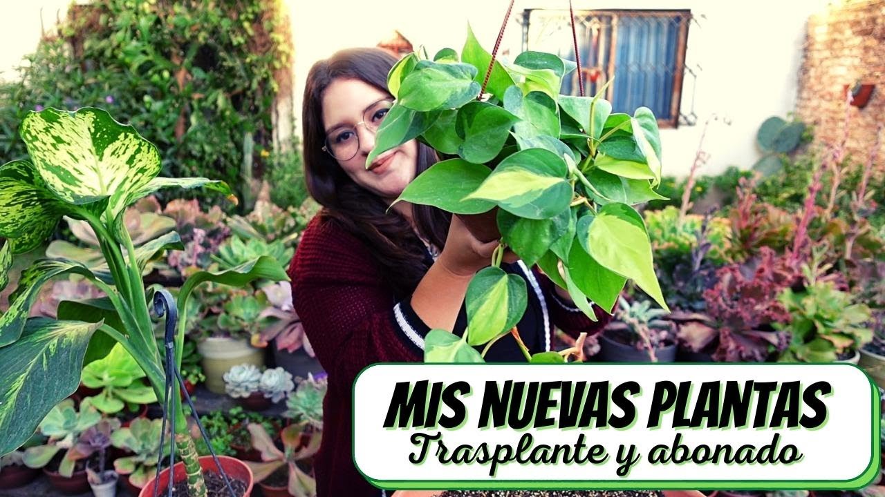 MIS NUEVAS PLANTAS: vamos a trasplantar y abonar