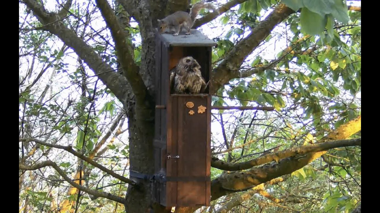 Squirrel annoys Tawny Owl - Nest box cam