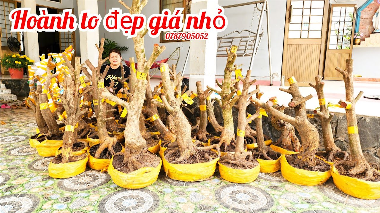 24/2 Chị Diễm 0787905052 phôi mai giảo đẹp hoành to giá nhỏ|MaivàngThanhTâm