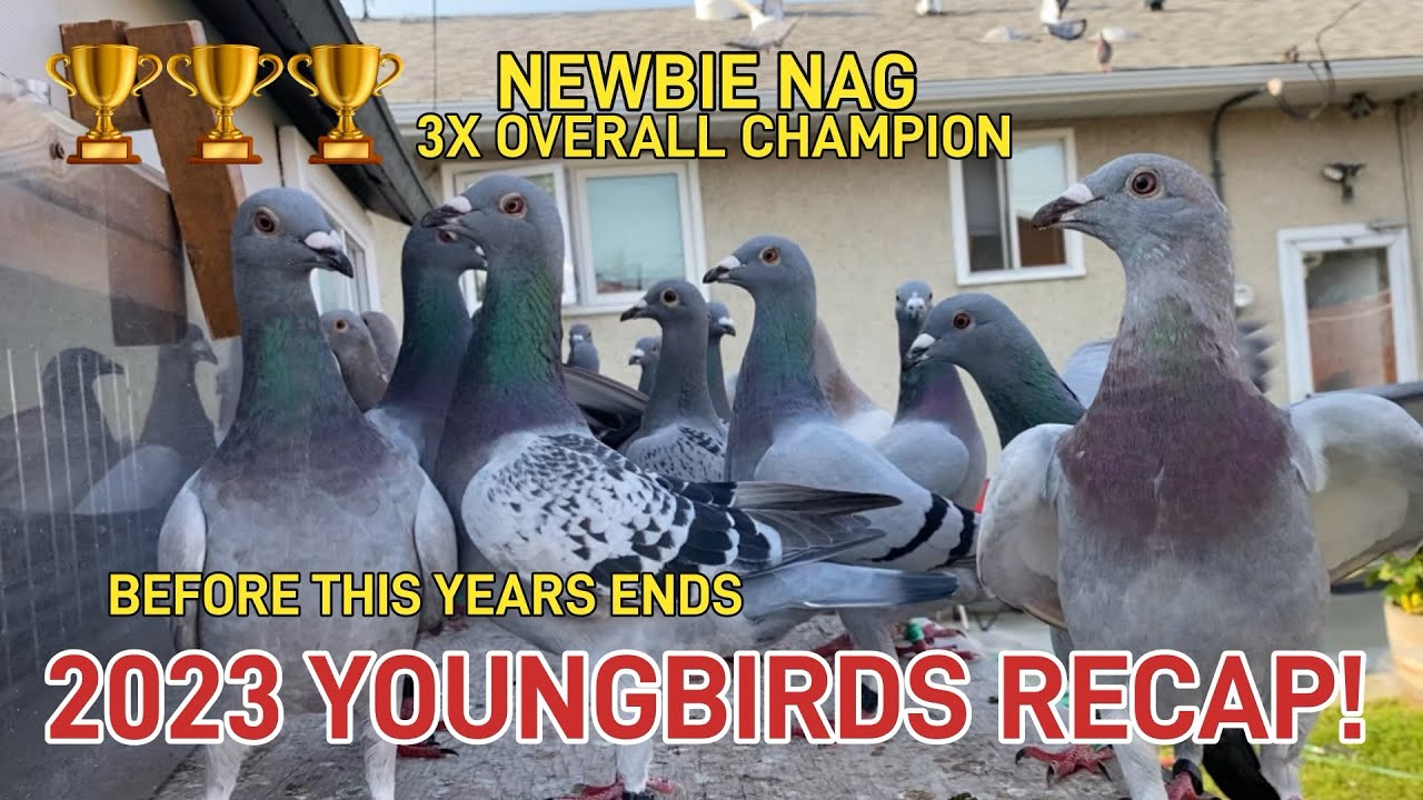 SUMMARY OF MY 2023 YOUNGBIRDS SEASON!! FROM BREEDING, HATCHING, TRAINING AND RACING AS NEWBIE