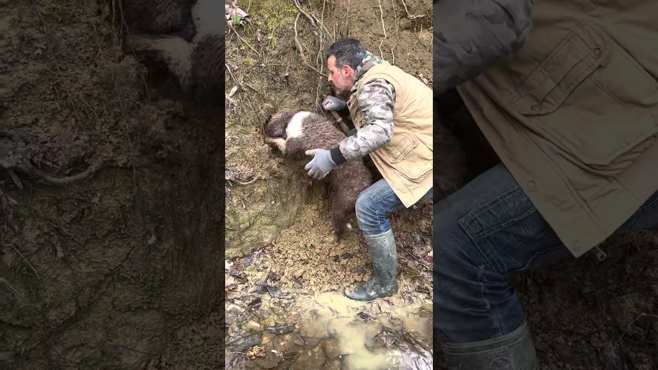 Lagotto Romagnolo tartufo bianco. White truffle with Lagotto Romagnolo | PART 1