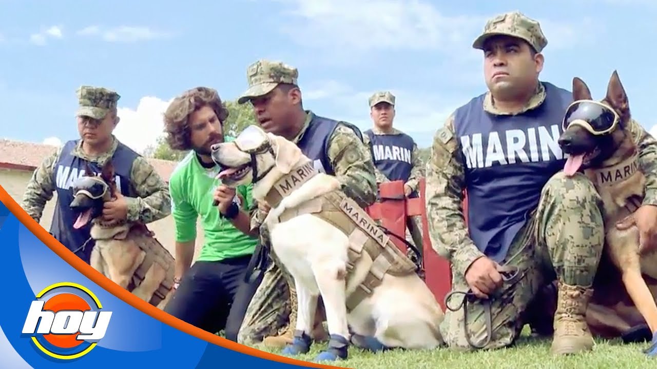 Ellos son los perros rescatistas del 19 de septiembre | Petify | Hoy