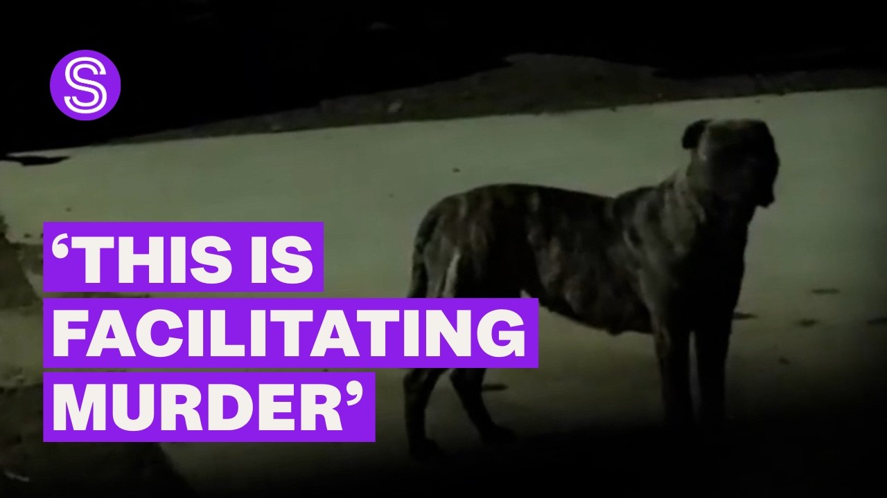 Politicians call for tougher penalties for owners of killer dogs after attack | Stuff.co.nz
