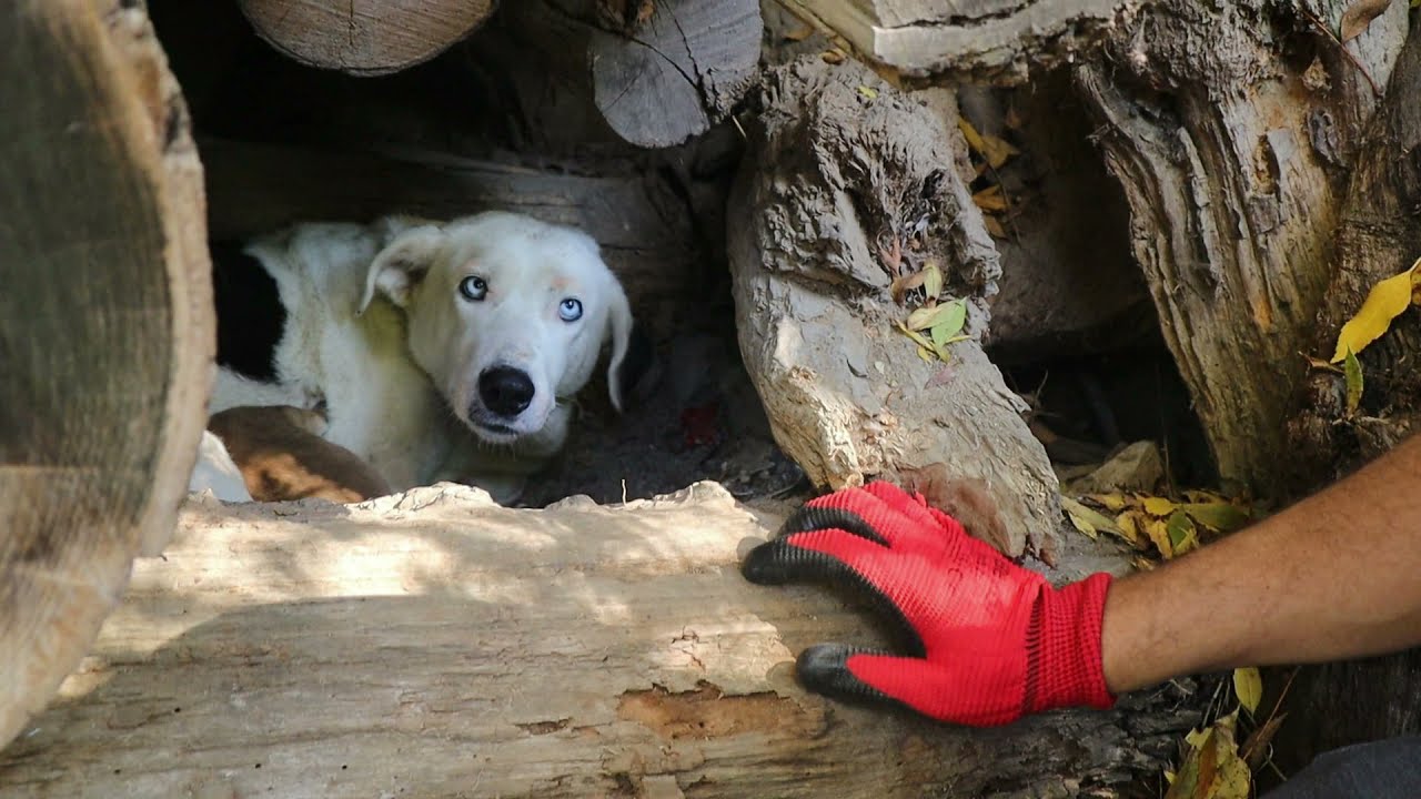 KÖPEĞİMİZ DOĞURDU KÖYDE ODUN TAŞIMA VE İNŞAAT İŞLERİ DEVAM EDİYOR