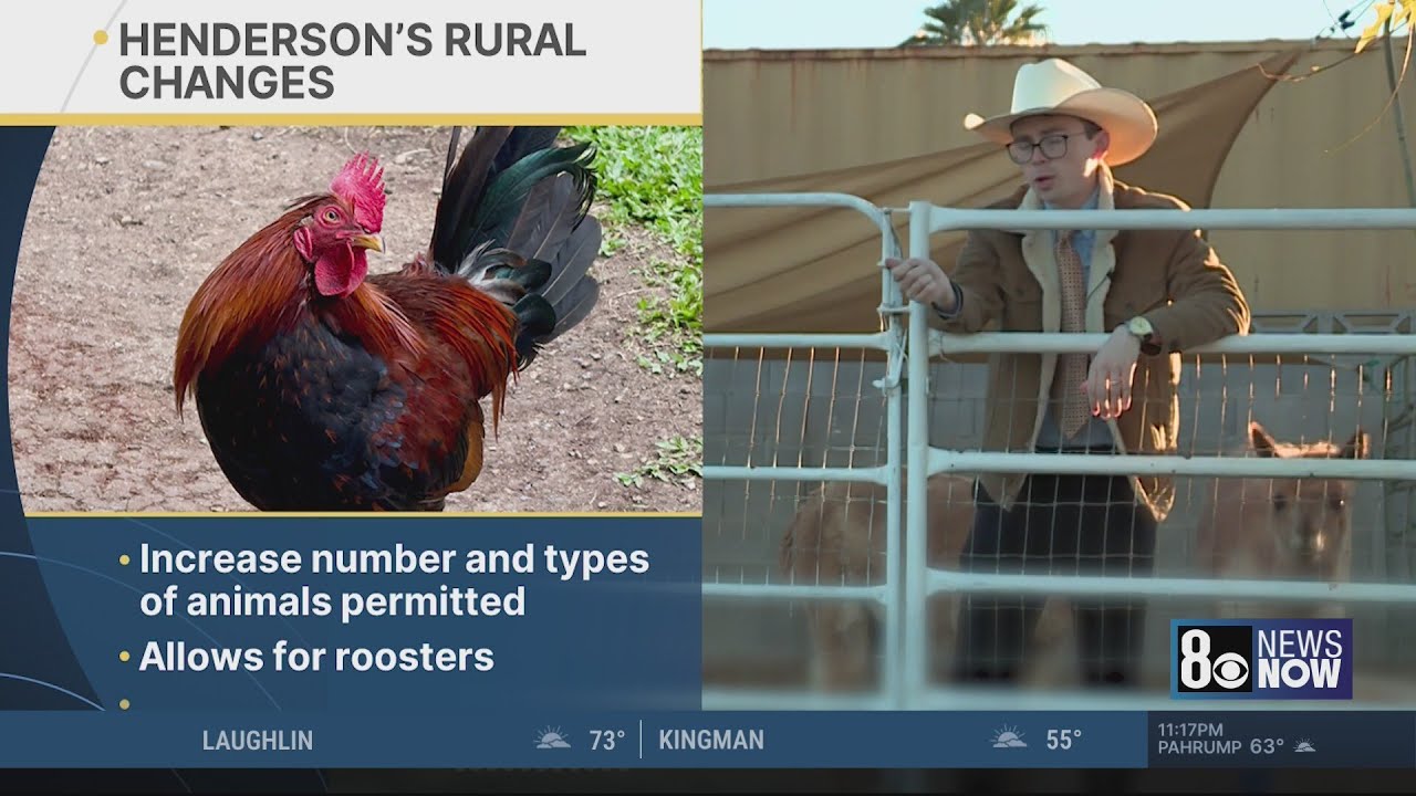 Henderson’s roosters rejoice after controversial animal code vote