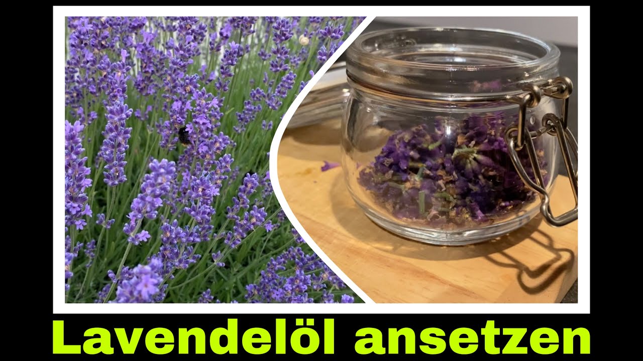 duftendes Lavendel&ouml;l selber machen | Mazerat, &Ouml;lauszug aus Lavendel | Selbstversorgung: Duft&ouml;l