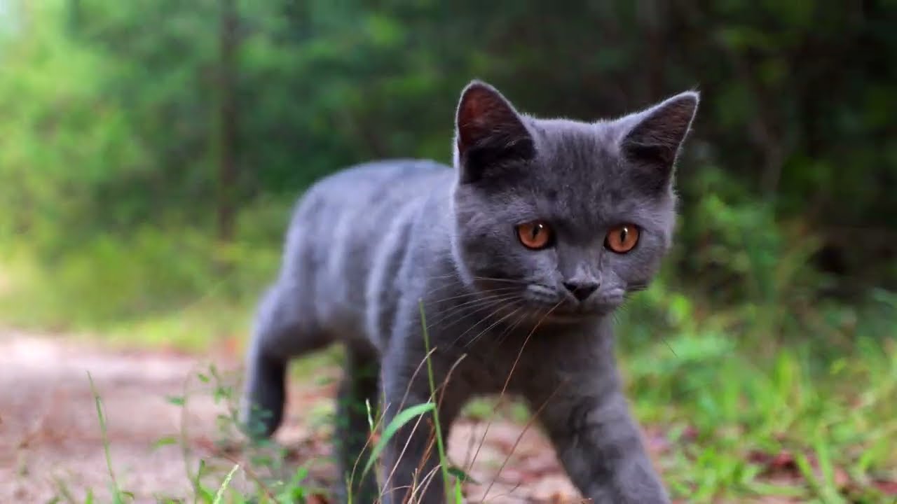 Chartreux Kitten Exploring his New Territory. Playful Cat Walk in the Forest