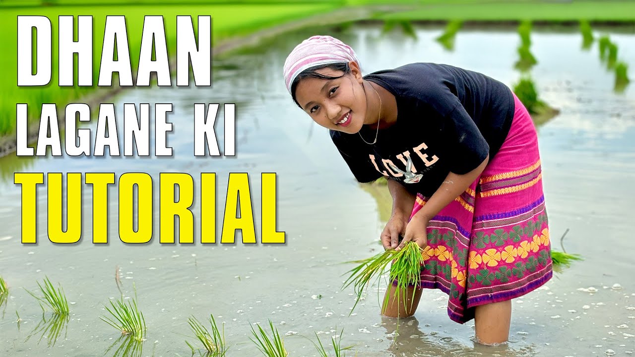 Dhaan Lagane Ki Tutorial || Village Farming Vlog