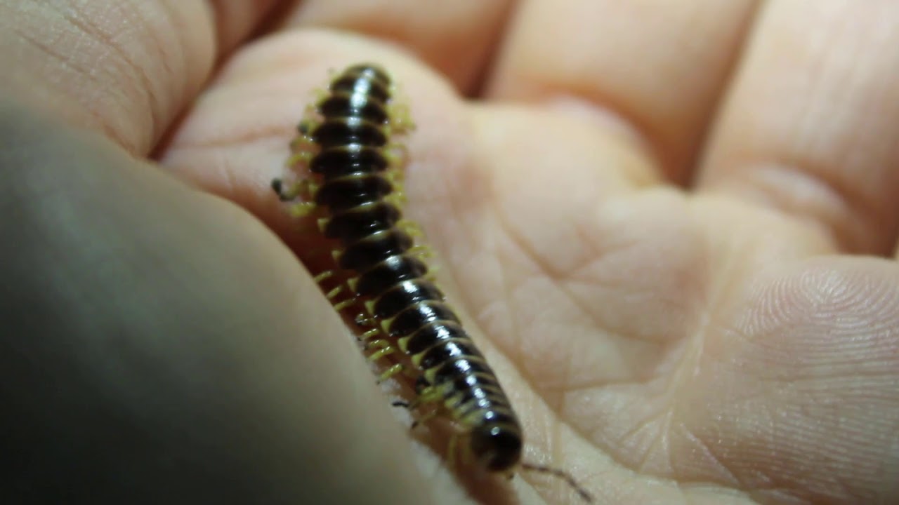 Apheloria sp.