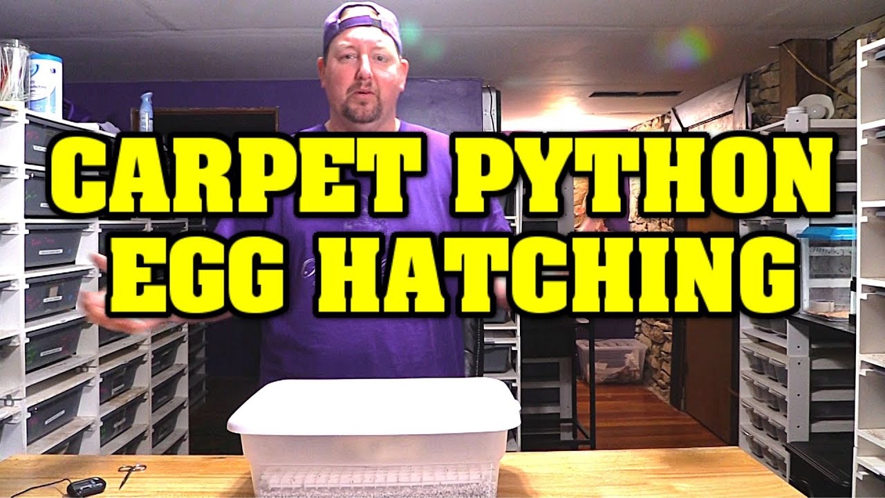Hatching CARPET PYTHON EGGS!!!