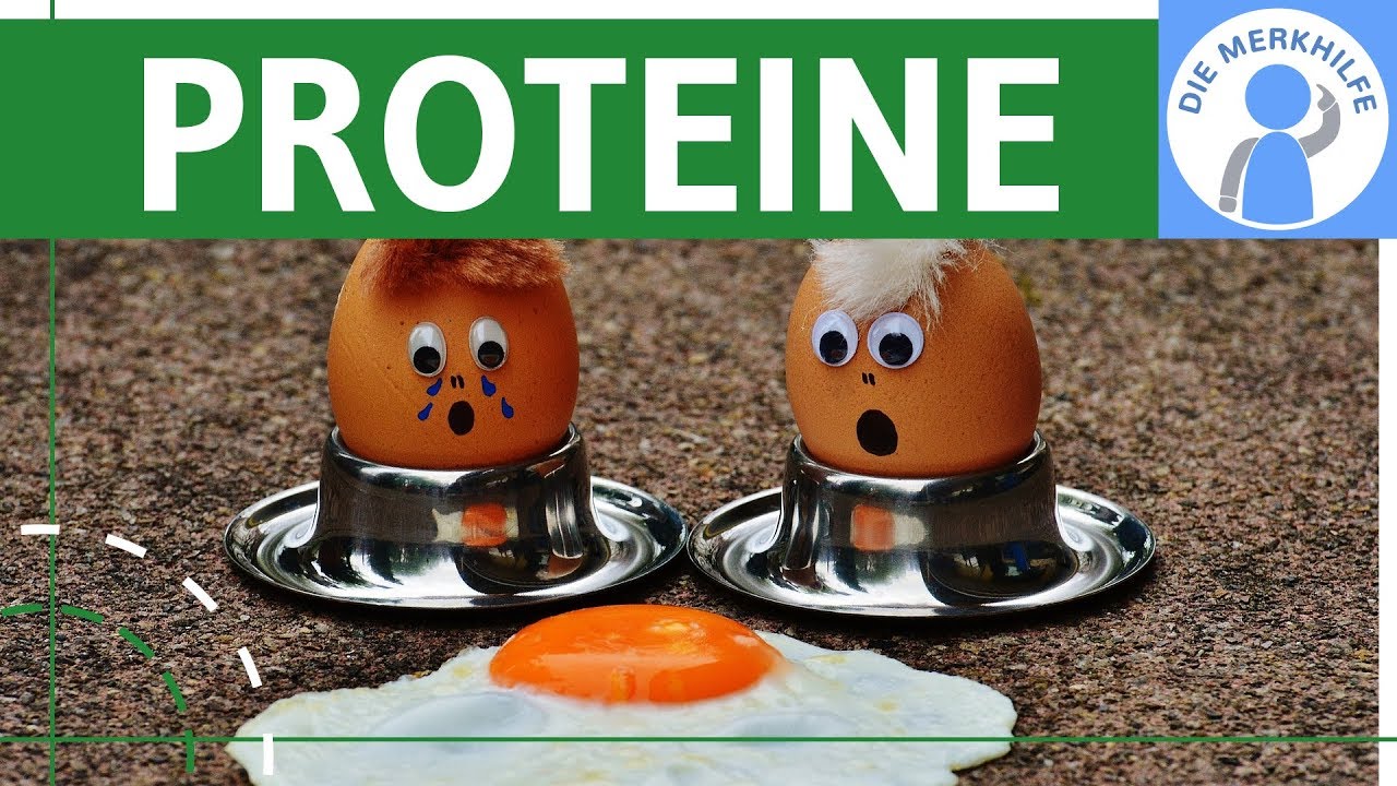 Proteine - Bedeutung & Funktion einfach erklärt - Genetik & Stoffwechselbiologie