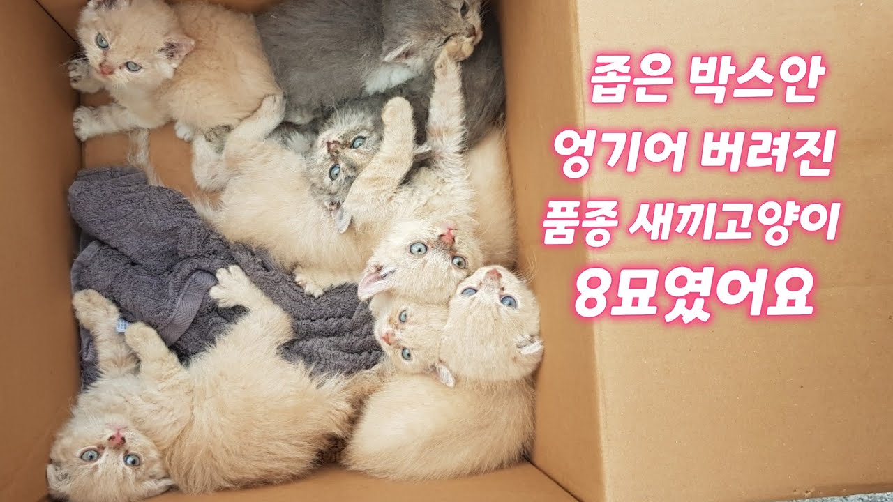 ...때론 버려져야 살수 있고 드러나야 살수 있는  안타까운 새꾸들의 현실모습 입니다(알게모르게 이렇게 만들어낸 새꾸들을 불량품이라고 일컫는 *샵의 다른 모습속에)
