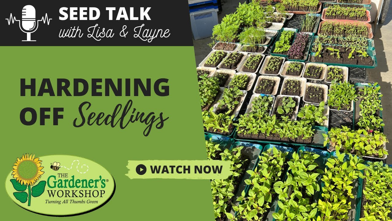 Seed Talk #26 - Hardening Off Seedlings