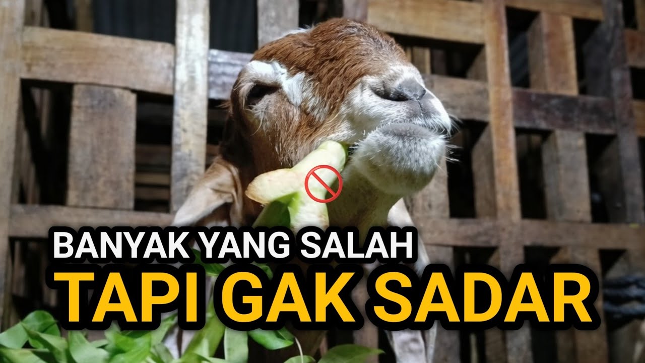 7 Kesalahan Sepele yang Bikin Kambing Susah Gemuk! Nomor 5 Sering Diabaikan